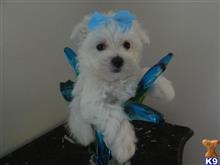 maltese puppy posted by Elegant Babies